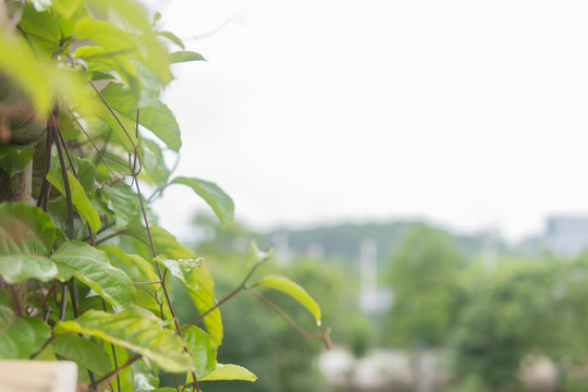 爬山虎绿植藤蔓绿植墙