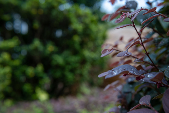 雨天露水花草绿植