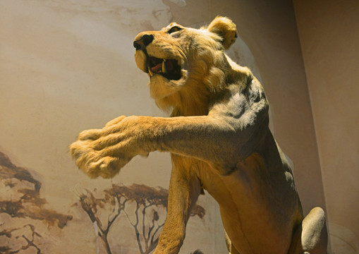 成都博物馆非洲草原非洲狮标本