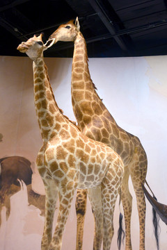 野生动物标本非洲长颈鹿