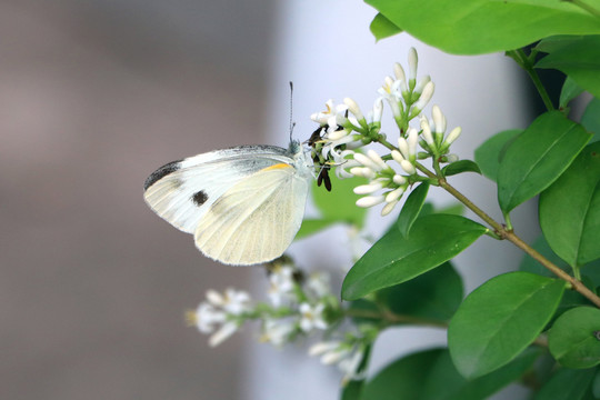 蝶恋花