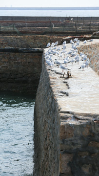 青岛海边海鸥