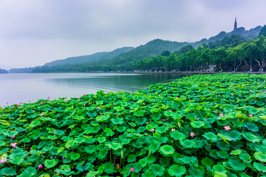 绿色西湖