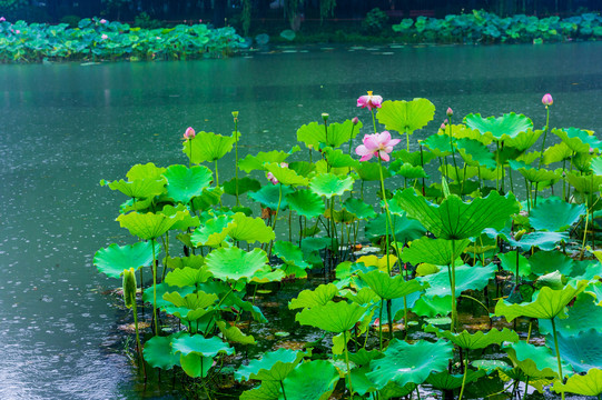 西湖曲院风荷