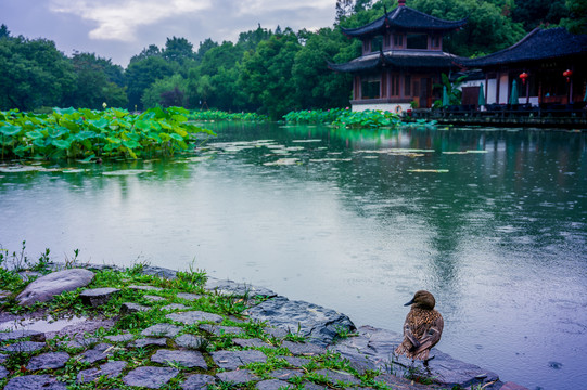 西湖曲院风荷