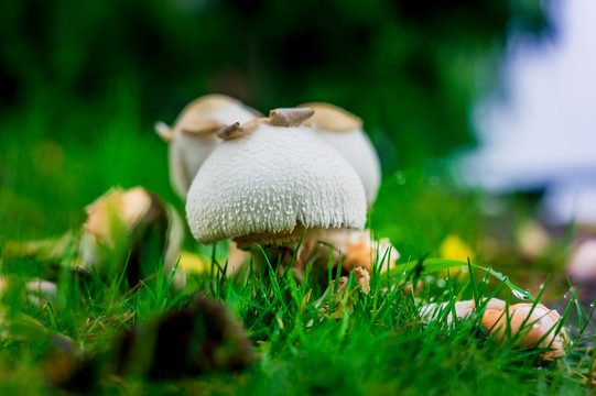 西湖边的小蘑菇