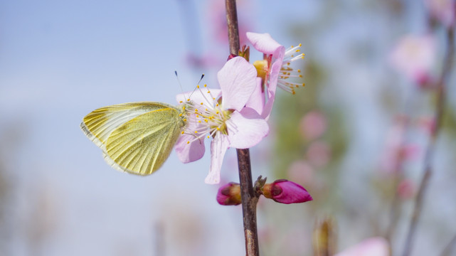 桃花