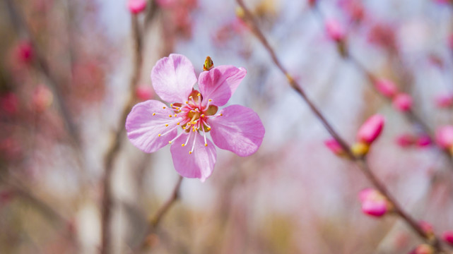 桃花