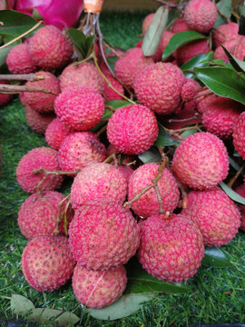 荔枝
