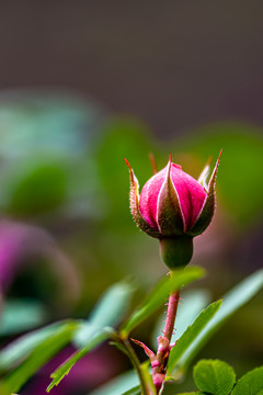 含苞待放的月季花