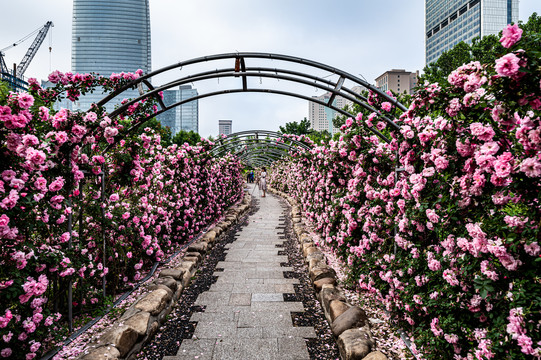 中国长春儿童公园盛开的月季花
