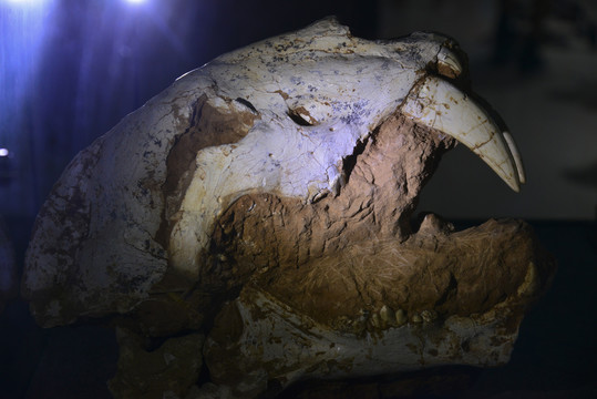 恐龙蛋化石科技馆里的化石