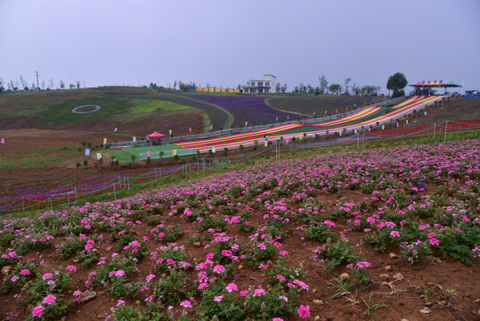 郧阳汉江江岸游乐场周边的花卉