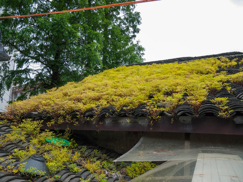 屋顶上的苔藓