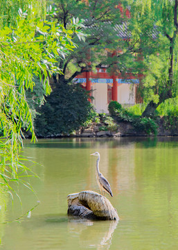 北京大学未名湖翻尾石鱼上的苍鹭