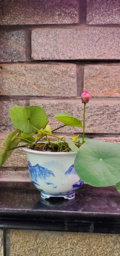 碗莲