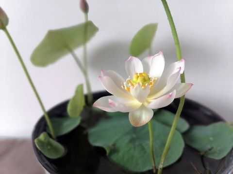 碗莲