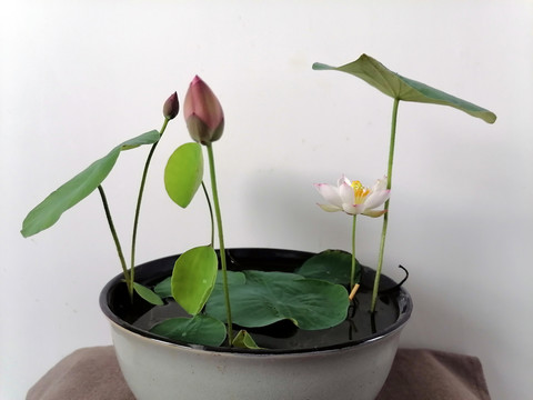 碗莲