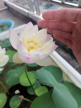 碗莲