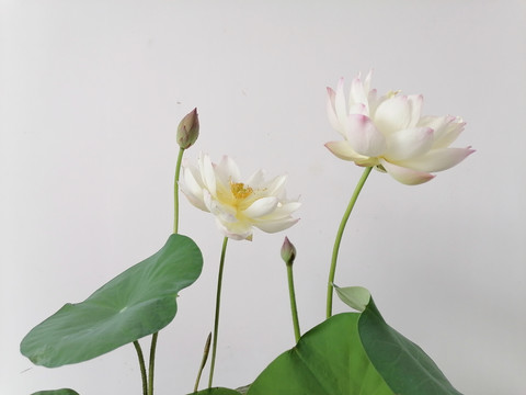碗莲