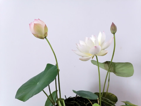 碗莲