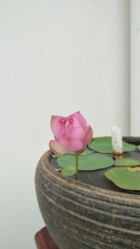 碗莲