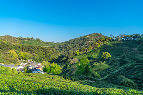 茶乡小镇田园风景