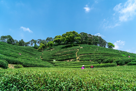 杭州西湖龙井茶高山种植