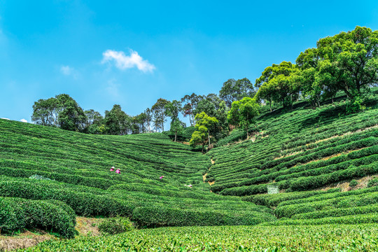 杭州西湖龙井高山绿茶