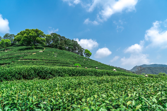 杭州西湖龙井茶山