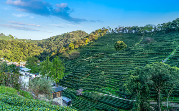 杭州西湖龙井茶乡产地