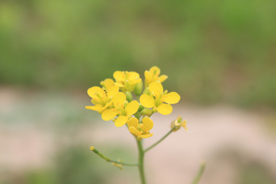 油菜花