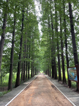 道路两边笔直树木