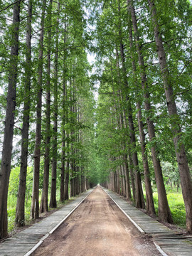 竖版道路两边树木