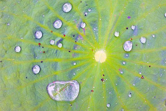 荷叶上的雨滴