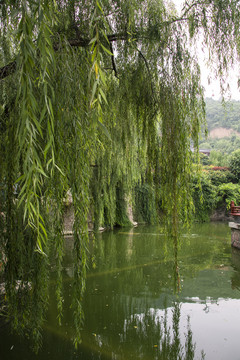 中国陕西西安华清宫池塘边垂柳