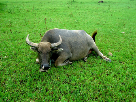 草地上的水牛