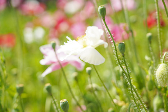 鲜花背景