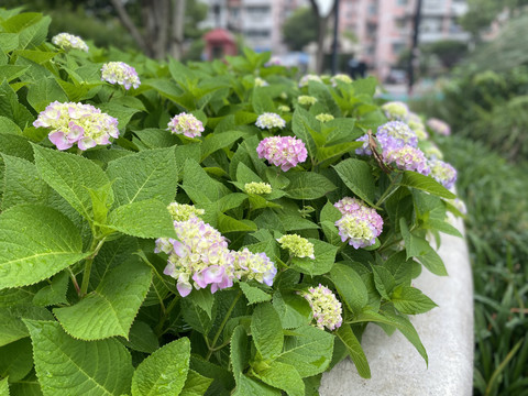 绣球花鲜花图片