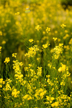 油菜