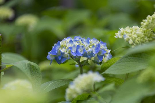 绣球花