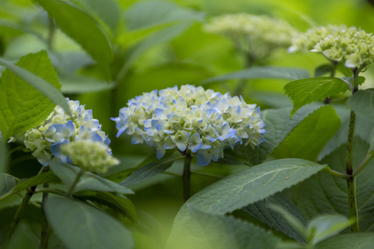 绣球花