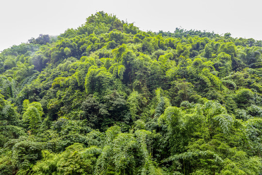 竹山
