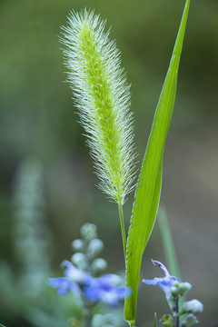 狗尾巴草