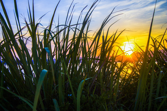 芦苇丛中的夕阳