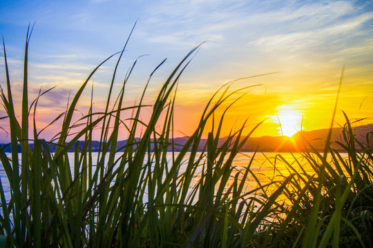 芦苇丛中的夕阳