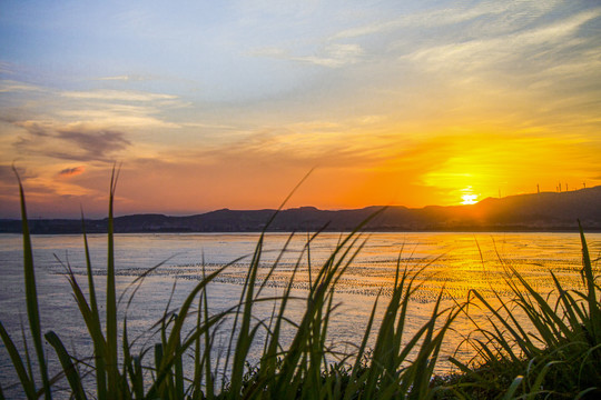 夕阳下的芦苇荡