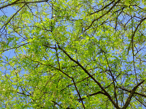 绿树叶天空软膜