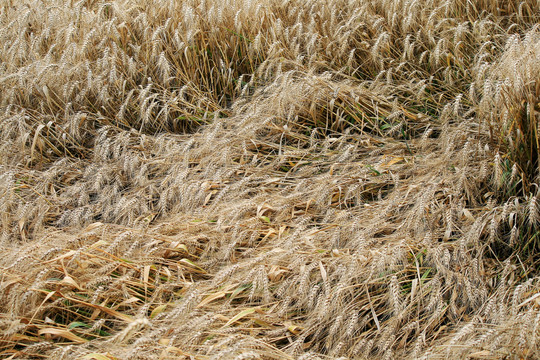 风吹倒的小麦