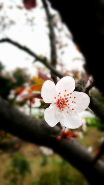 白色花朵